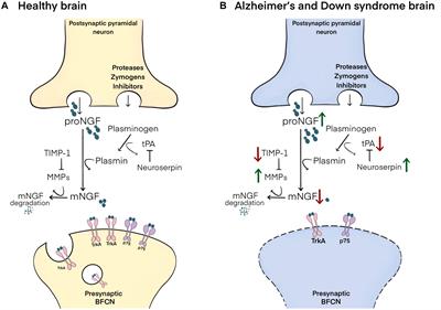 Nerve Growth Factor Compromise in Down Syndrome